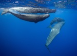See Sperm Whales off Dominica