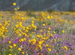 See Wildflowers at Mojave National Preserve, California
