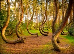 Visit Crooked Forest, Poland