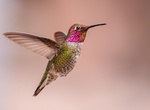 Spot Anna's Hummingbird (Calypte anna)