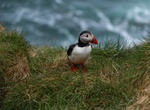 Visit Borgarfjarðarhöfn Puffins Colony, Iceland