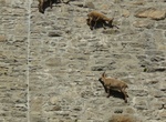 See Ibex on Cingino Dam, Piedmont, Italy