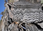 See Zebra Schist (Zebra Rock), Harveys Return, Kangaroo Island, South Australia