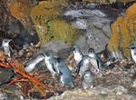 Visit Penneshaw Penguin Centre, Penneshaw, Kangaroo Island, South Australia