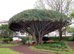 See Jardim Florencio Terra, Horta, Azores, Portugal