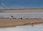Explore Ōtūmahana Estuary, Karamea, New Zealand