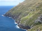See Cape Lovitt, Auckland Island, New Zealand