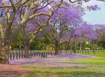 Visit New Farm Park, Brisbane, Queensland, Australia