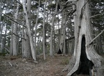 Visit The Crocker Cypress Grove, Pebble Beach, California
