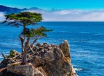 See Lone Cypress, Pebble Beach, California