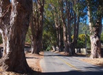 See Carmel Valley Road-Boronda Road Eucalyptus Tree Row, Carmel Valley, California
