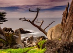 See Ghost Trees at Pescadero Point, Pebble Beach, California