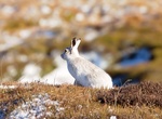 See British Mountain Hares in Winter, Peak District National Park, England