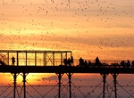 See Starling Murmuration on Aberystwyth Pier, Aberystwyth, Wales