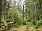 Explore Lyell Island (Athlii Gwaii), Haida Gwaii, British Columbia, Canada