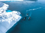 Whale Watch in Disko Bay, Greenland