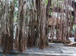 See Giant Banyan Tree, Galle Fort, Galle, Sri Lanka