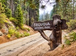 Explore Sequoia National Park, California