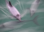 See a Hector's Dolphin in the Wild