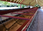 Visit Maori War Canoe, Waitangi Treaty Grounds, New Zealand