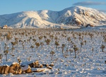 See Snow in Joshua Tree National Park, California