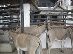 Visit Donkey Sanctuary, Lamu, Kenya (UNESCO site)