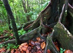 Explore Central Forest Reserve National Park, Saint Kitts and Nevis
