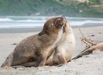 See Seals & Penguins at Allans Beach, Otago Peninsula, New Zealand