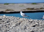 Visit North Island (Houtman Abrolhos), Western Australia