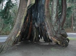 See Hollow Tree, Stanley Park, Vancouver, Canada