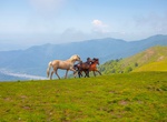 Explore Zagatala State Reserve, Azerbaijan