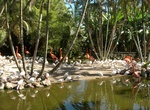 Visit Flamingo Gardens, Davie, Florida