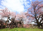 See Yamataka Jindai Zakura, Hokuto, Yamanashi, Japan