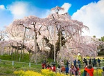 See Japan's Five Great Cherry Trees, Japan
