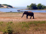 Explore Yala National Park, Sri Lanka