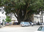 Visit The Big Tree, Stone Town, Zanzibar, Tanzania