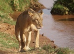 Explore Samburu National Reserve, Kenya
