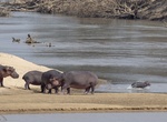 Explore North Luangwa National Park, Zambia
