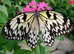 Visit The Butterfly Palace & Rainforest Adventure, Branson, Missouri