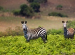 Explore Nyika National Park, Zambia