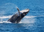 Go Whale Watching off Augusta, Western Australia