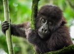 Explore Kahuzi-Biéga National Park, DRC (UNESCO site)
