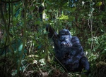 See Mountain Gorillas in Bwindi Impenetrable National Park, Uganda (UNESCO site)