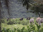 Explore Nsele Valley Park (Kingakati Park), Democratic Republic of the Congo