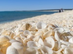See Shell Beach, Western Australia (UNESCO site)