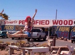 Visit Stewart’s Petrified Wood Shop, Holbrook, Arizona