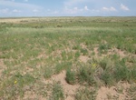 Visit Cimarron National Grassland, Kansas