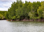 Kayak or Longtail Boat Thung Yee Pheng Mangrove Forest, Koh Lanta, Krabi, Thailand