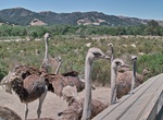 Visit OstrichLand USA, Solvang, California