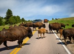 Drive Wildlife Loop Road, South Dakota